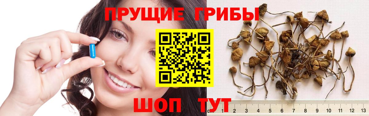 Псилоцибиновые грибы GOLDEN TEACHER  Галлюциногенные грибы GOLDEN TEACHER  Вход с VPN  Кировск 